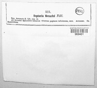 Phloeospora heraclei image